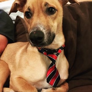 Meet your Posher, Ellen